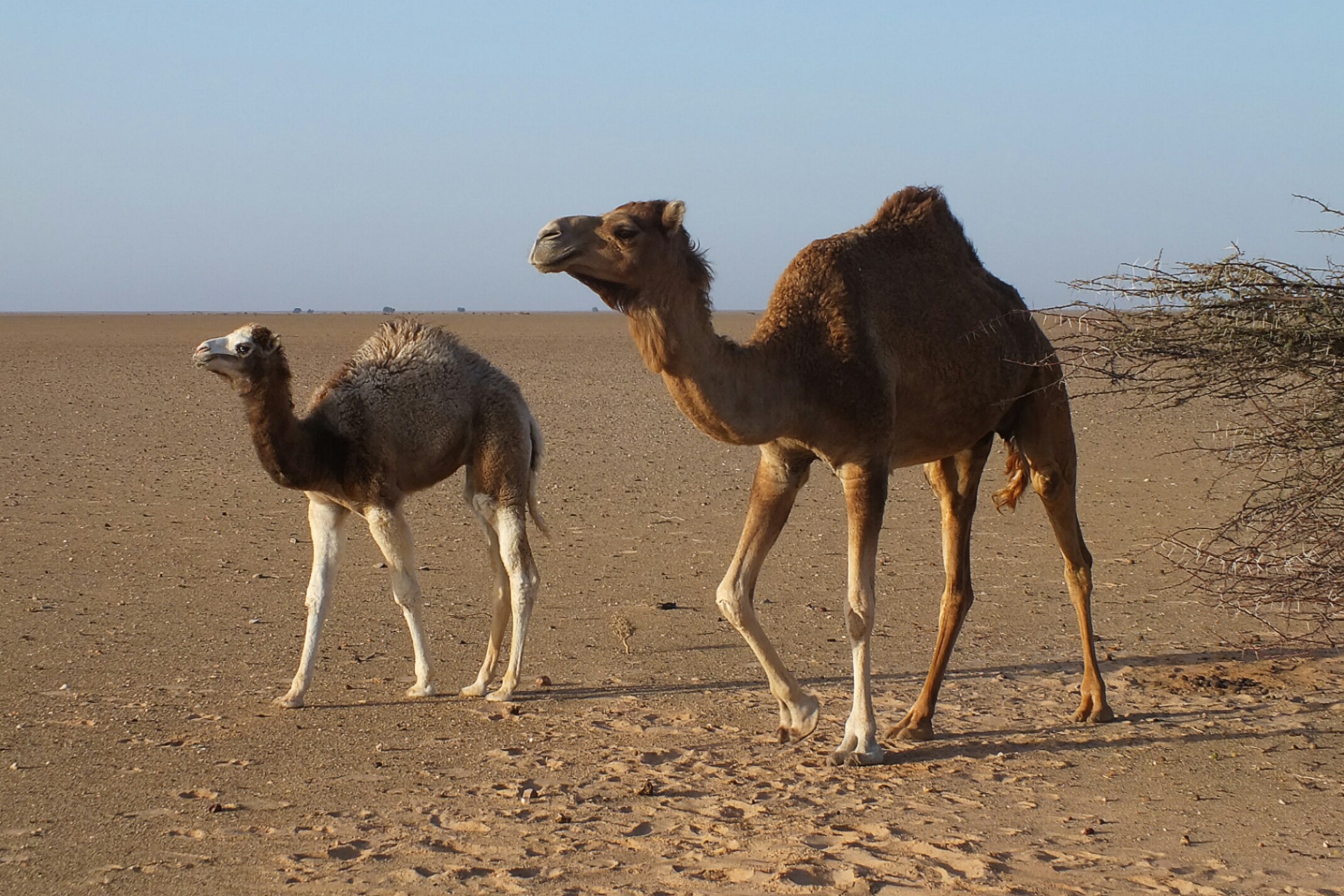 Sahara Zachodnia.Wielbłądy na pustyni.