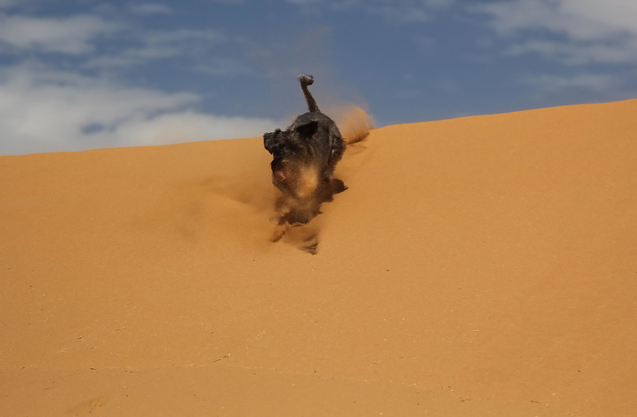 Pies na pustyni