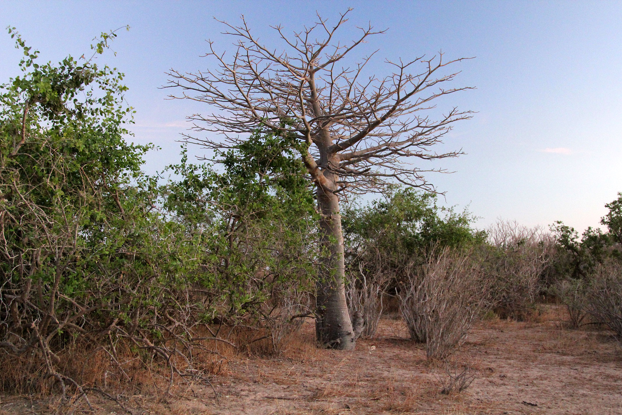 Mauretania.Baobab