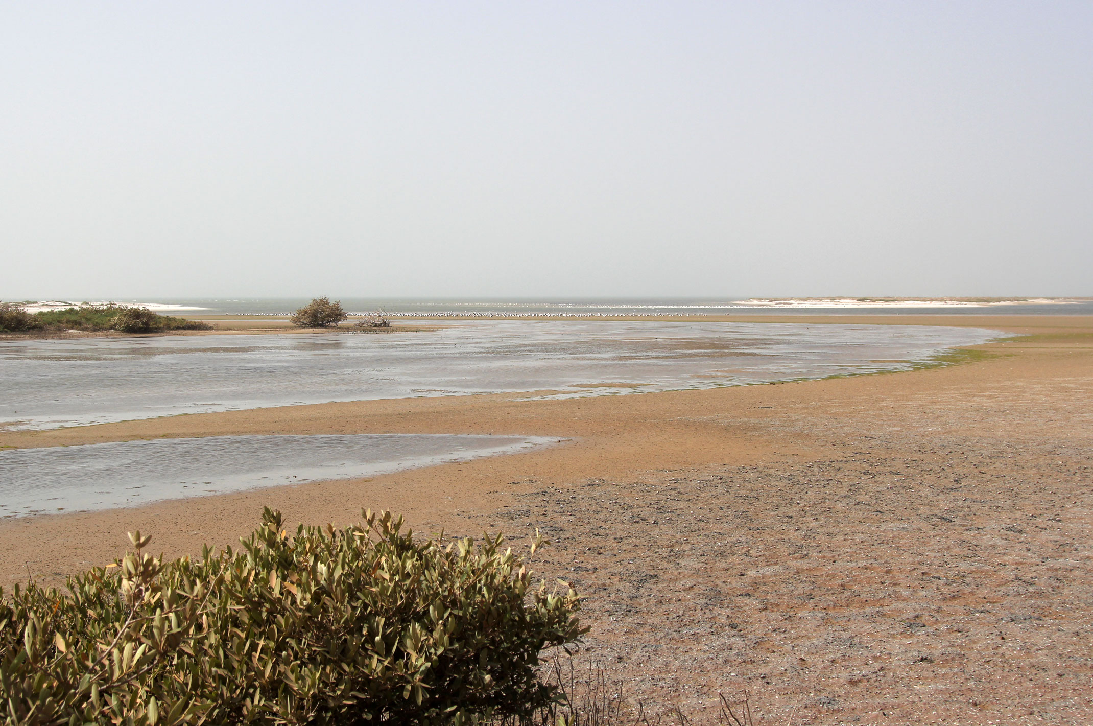Mauretania.Park Narodowy Banc d’Arguin