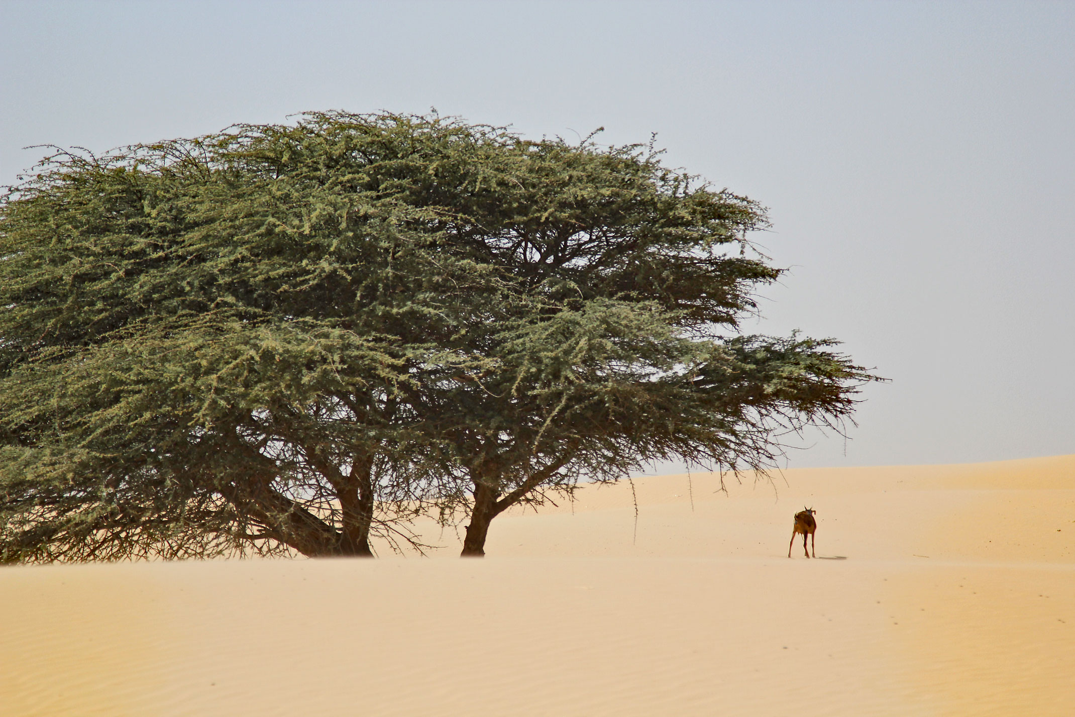 Mauretania.Pustynny piasek,drzewo i koza.
