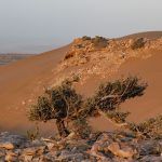 Sahara Zachodnia.Akacja pustynna na klifie
