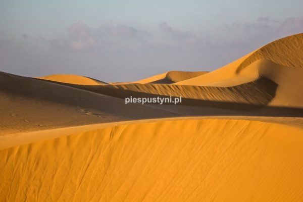 Dunes - Blog podróżniczy - PIES PUSTYNI