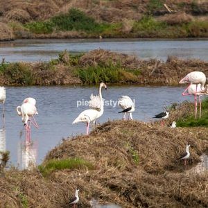 Flamingi w stawach rybnych - Blog podróżniczy - PIES PUSTYNI