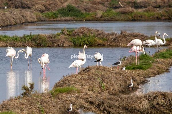 Flamingi w stawach rybnych - Blog podróżniczy - PIES PUSTYNI