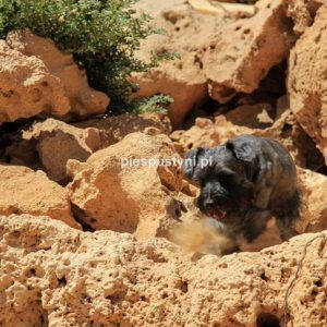 Jasiek-pies pustyni - Blog podróżniczy - PIES PUSTYNI