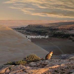 Kot na klifie Aoreora - Blog podróżniczy - PIES PUSTYNI