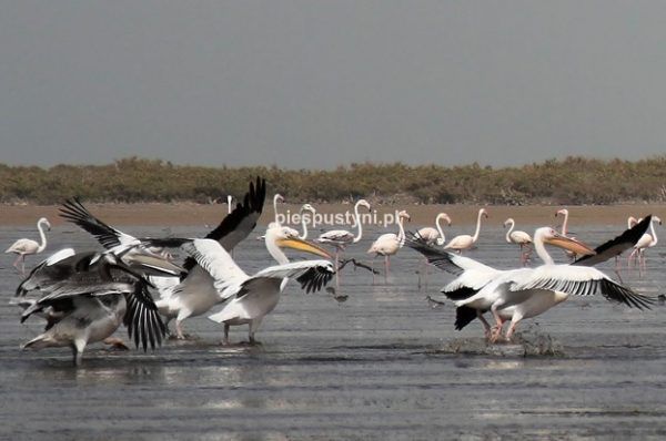 Pelikany i flamingi - Blog podróżniczy - PIES PUSTYNI