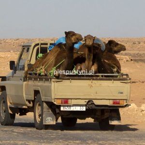 Wielbłądy w podróży - Blog podróżniczy - PIES PUSTYNI