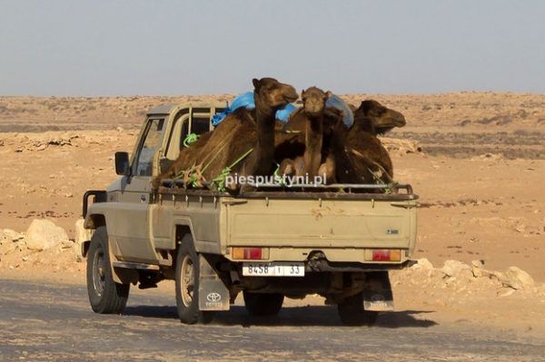 Wielbłądy w podróży - Blog podróżniczy - PIES PUSTYNI