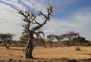 Baobab - Blog podróżniczy - PIES PUSTYNI