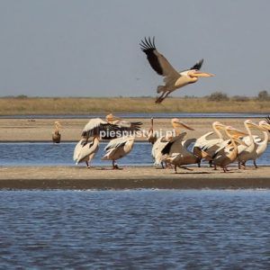Pelikany - Blog podróżniczy - PIES PUSTYNI