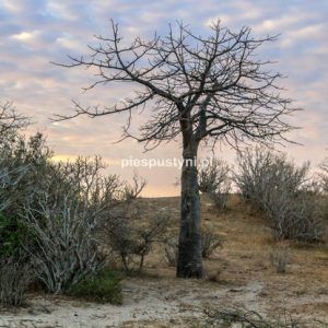 Baobab na tle kolorowego nieba - Blog podróżniczy - PIES PUSTYNI