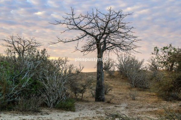 Baobab na tle kolorowego nieba - Blog podróżniczy - PIES PUSTYNI