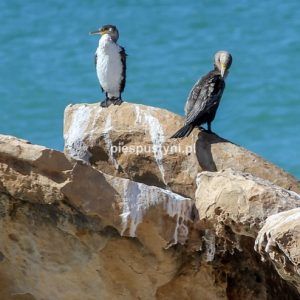 Dwa kormorany - Blog podróżniczy - PIES PUSTYNI