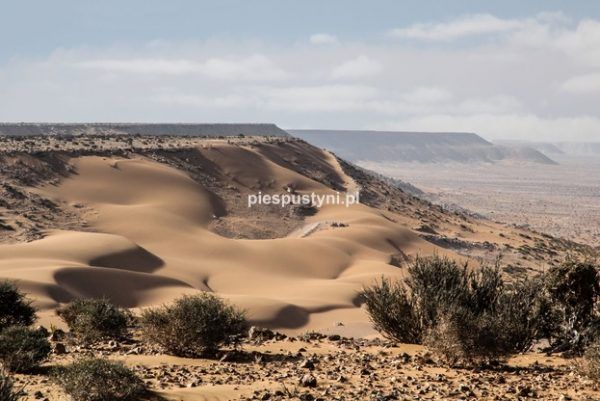Sahara - Blog podróżniczy - PIES PUSTYNI
