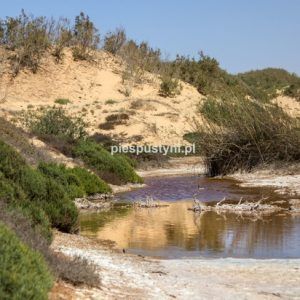 Woda na pustyni - Blog podróżniczy - PIES PUSTYNI