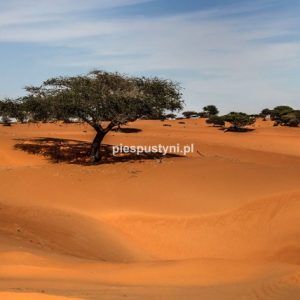 Piaski Mauretanii - Blog podróżniczy - PIES PUSTYNI