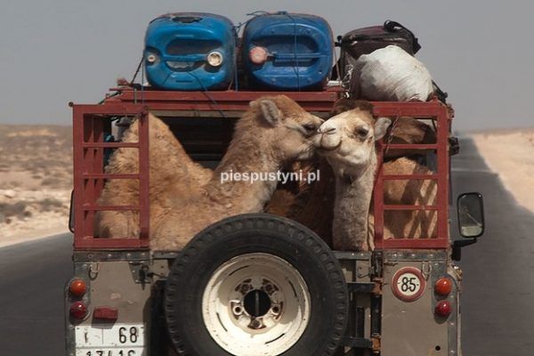 Wielbłądy podróżują - Blog podróżniczy - PIES PUSTYNI