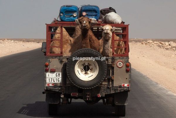Wielbłądy przemierzają  Saharę - Blog podróżniczy - PIES PUSTYNI