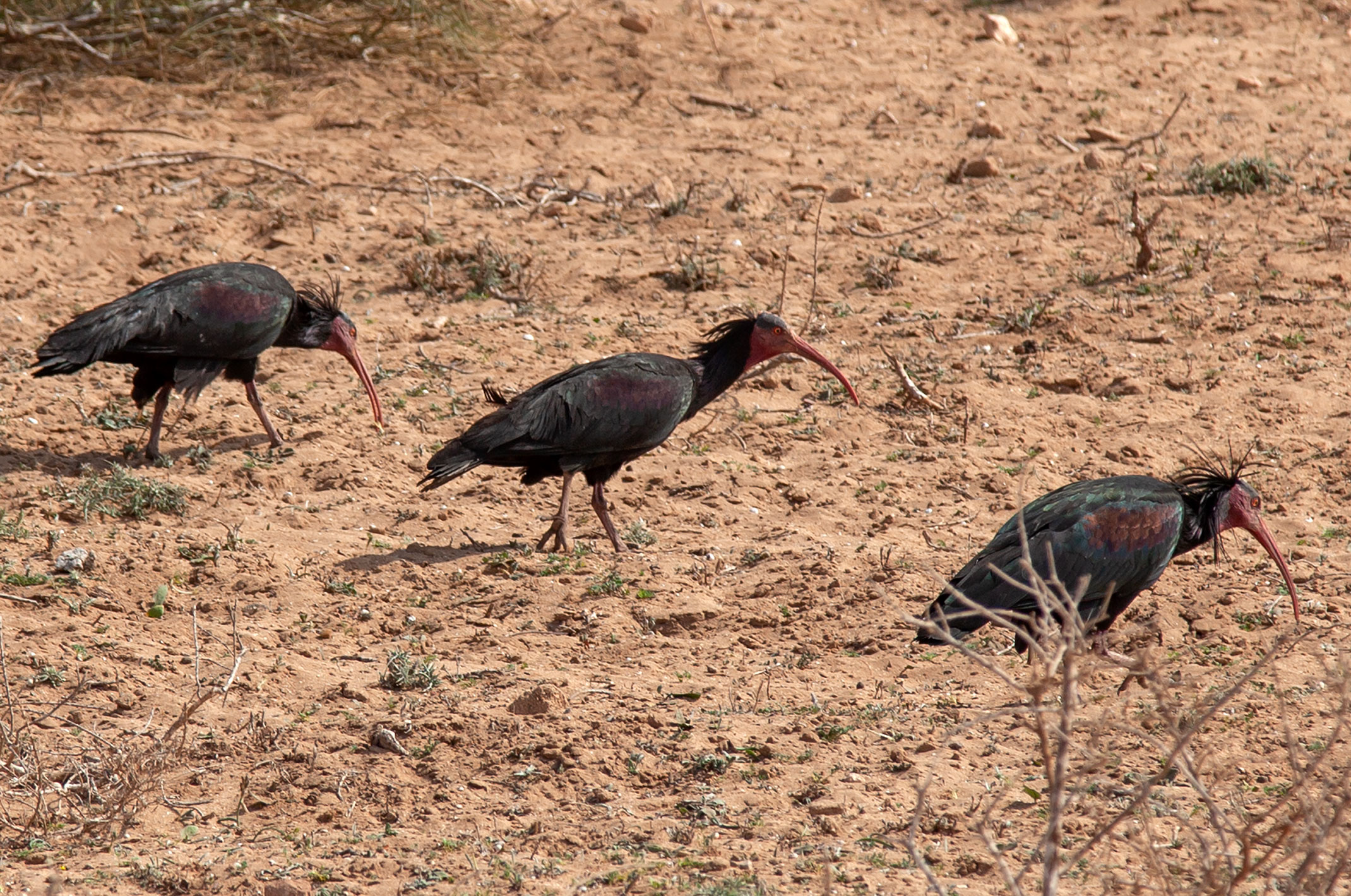 ibisy grzywiaste