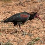 Tamri- marokańska kraina ibisów