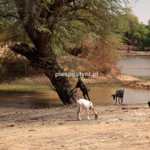 Kozy z Tamorte Bukari - Blog podróżniczy - PIES PUSTYNI