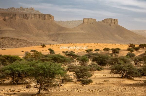 Pustynny region Adrar 2 - Blog podróżniczy - PIES PUSTYNI