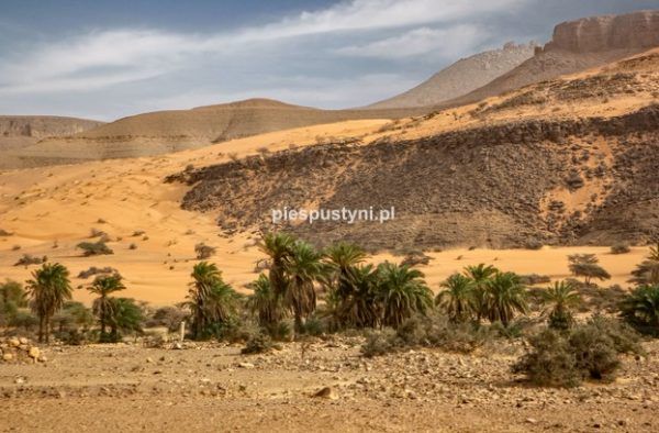 Pustynny region Adrar 4 - Blog podróżniczy - PIES PUSTYNI