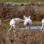 Lagoa dos Salgados – Portugalia