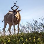 Souss Massa Nationalpark Maroko