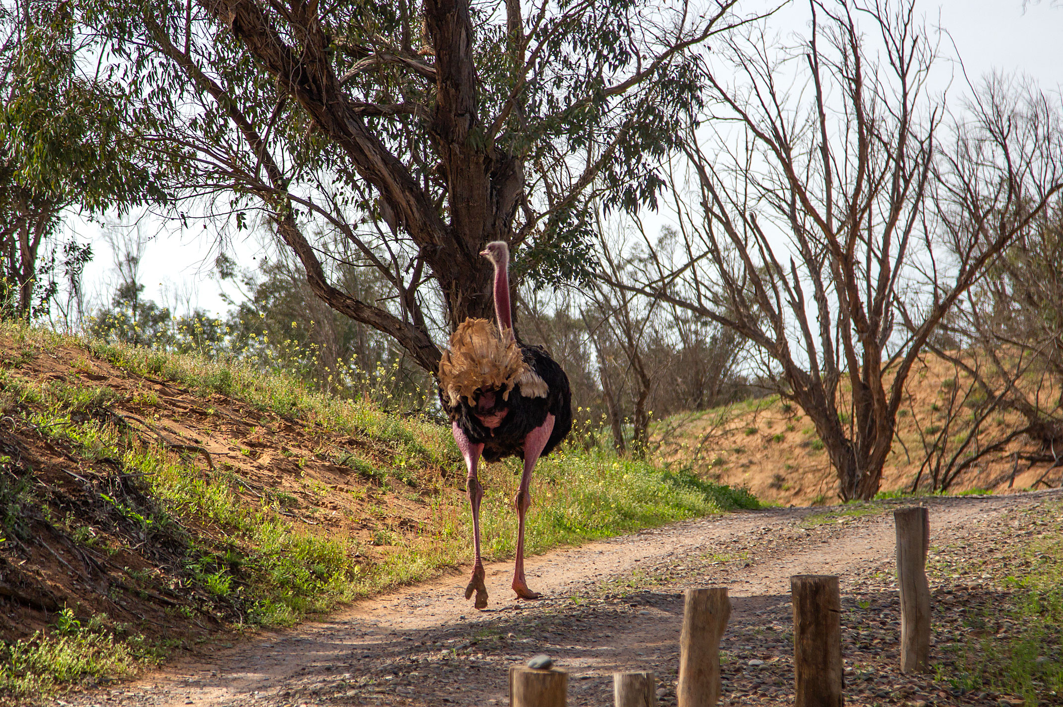 Souss Massa Nationalpark Maroko