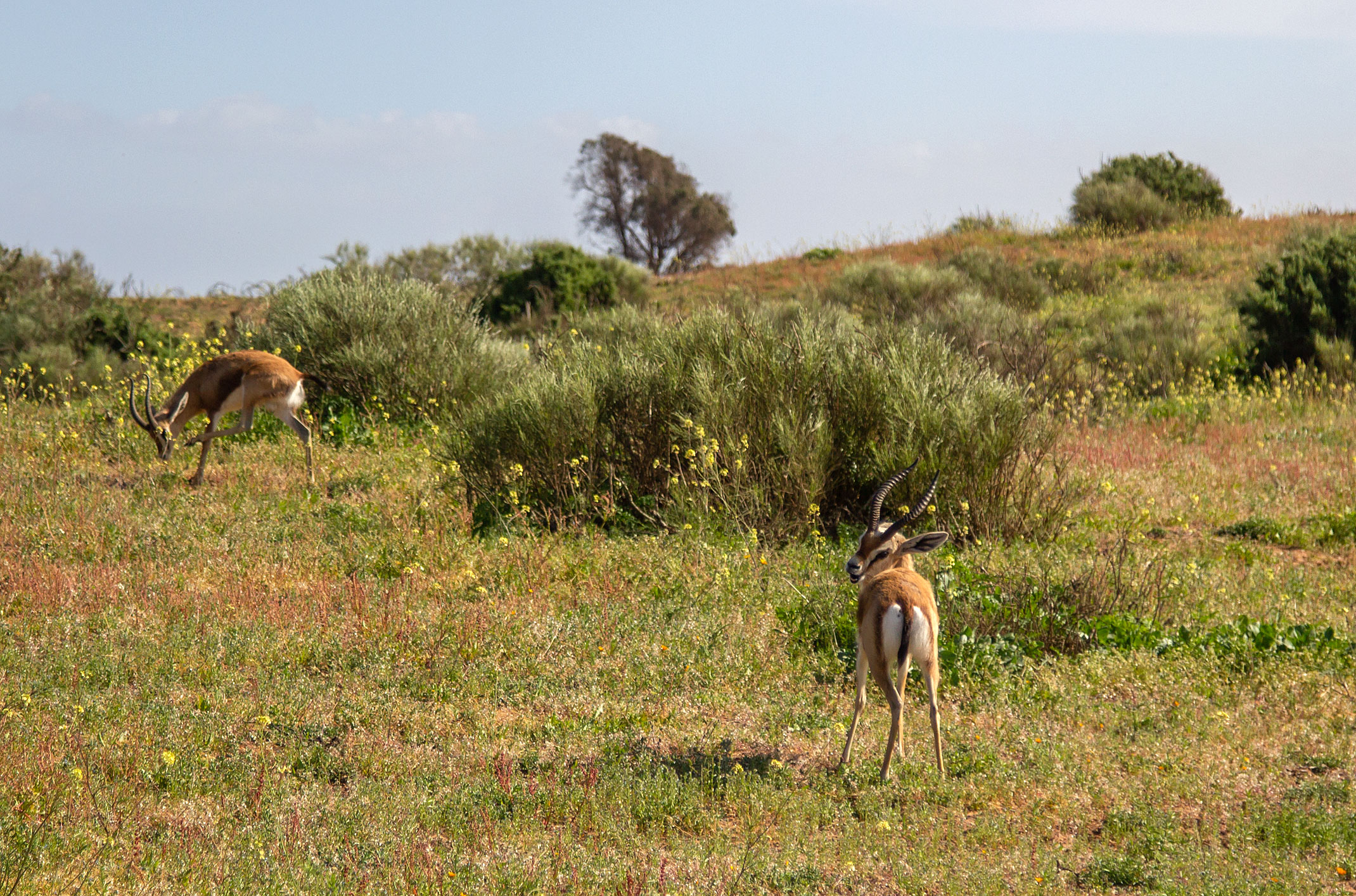 Rokein,Souss Massa Nationalpark Maroko