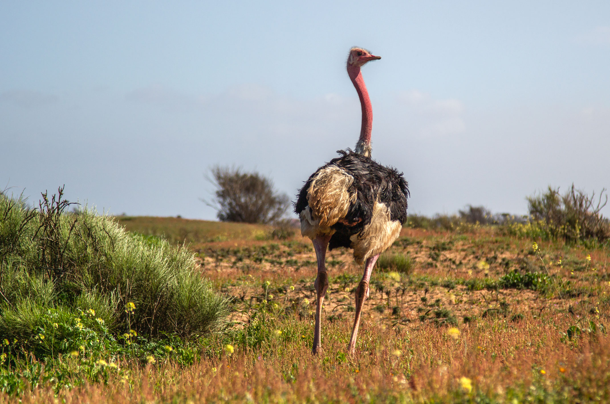 Souss Massa Nationalpark Maroko