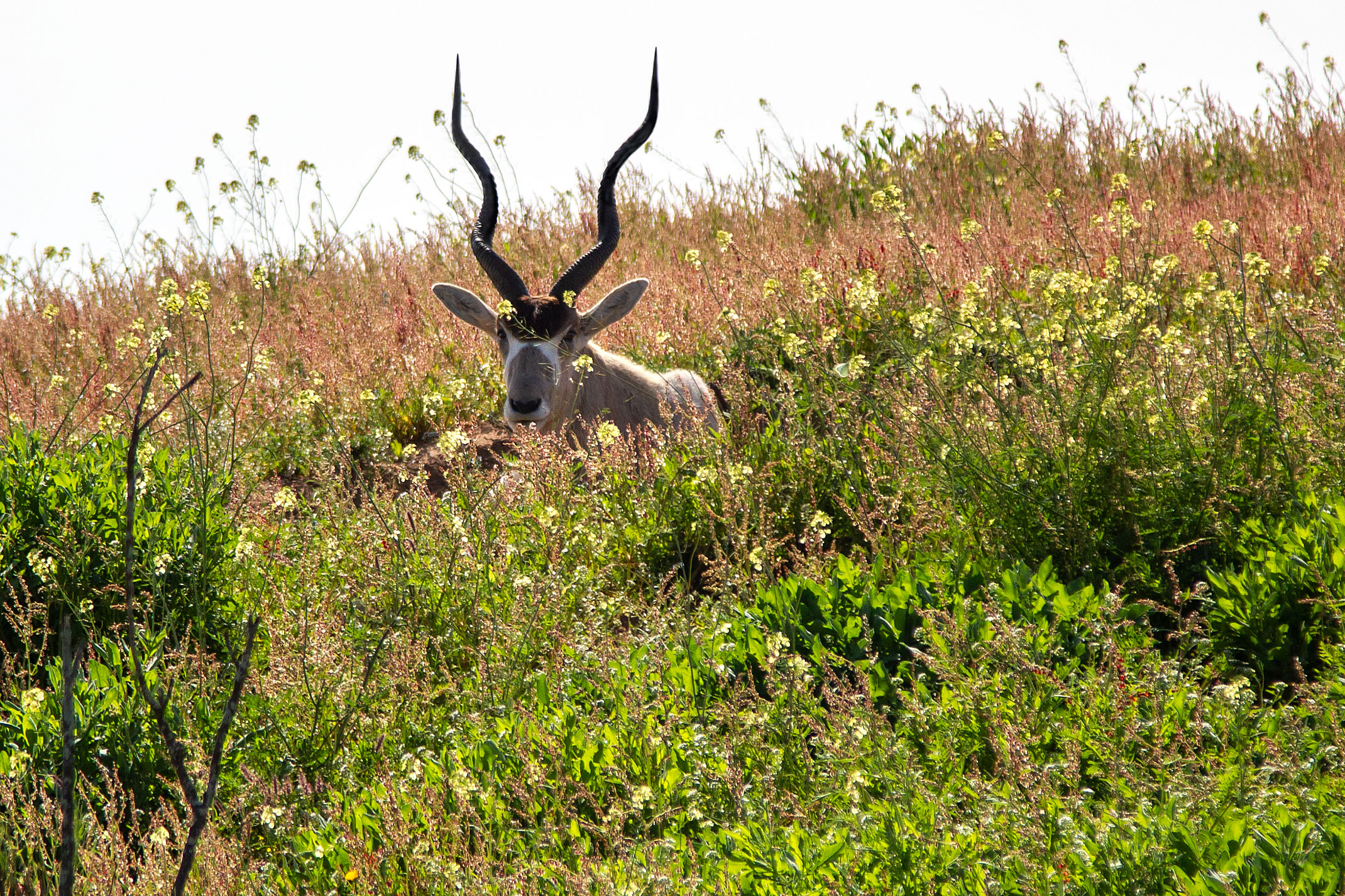 Souss Massa Nationalpark Maroko