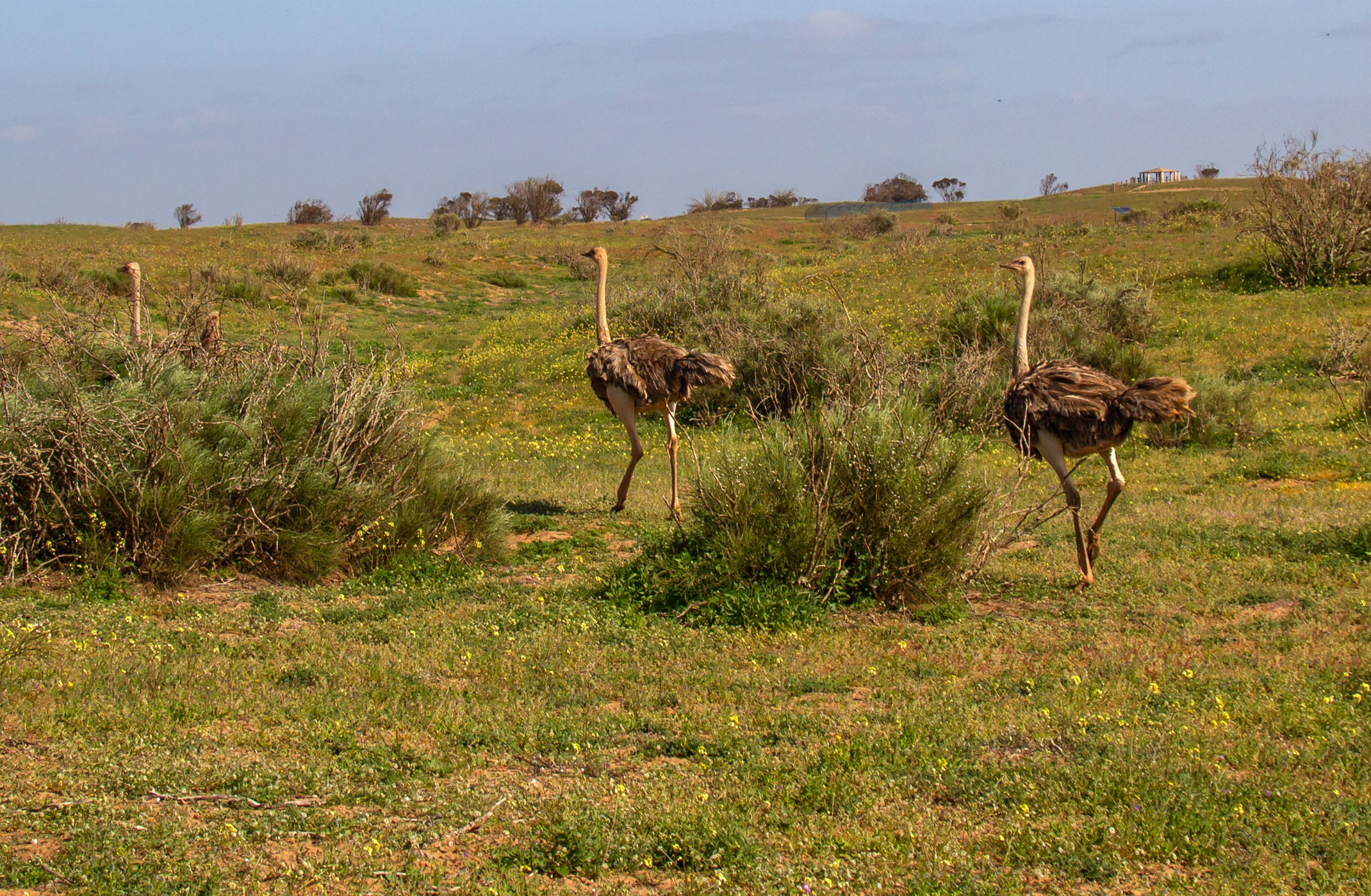 Souss Massa Nationalpark Maroko