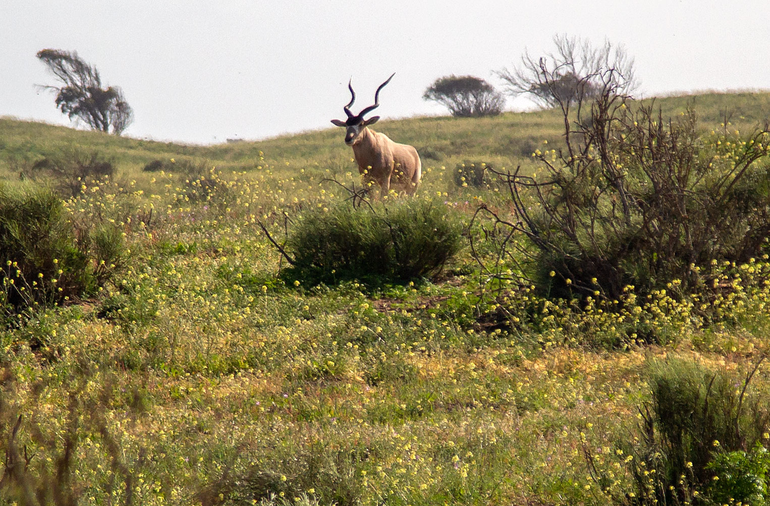 Eland,Souss Massa Nationalpark Maroko