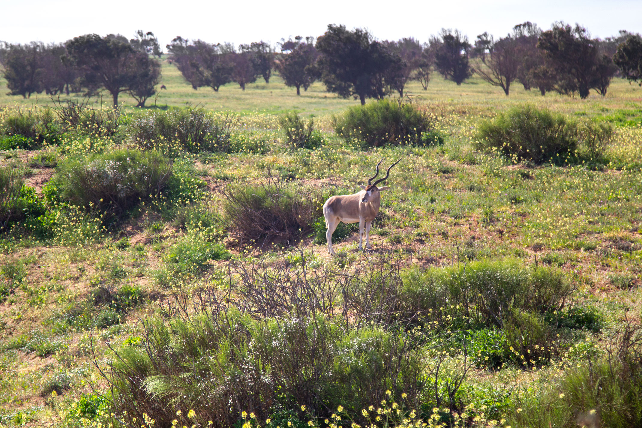 Souss Massa Nationalpark Maroko