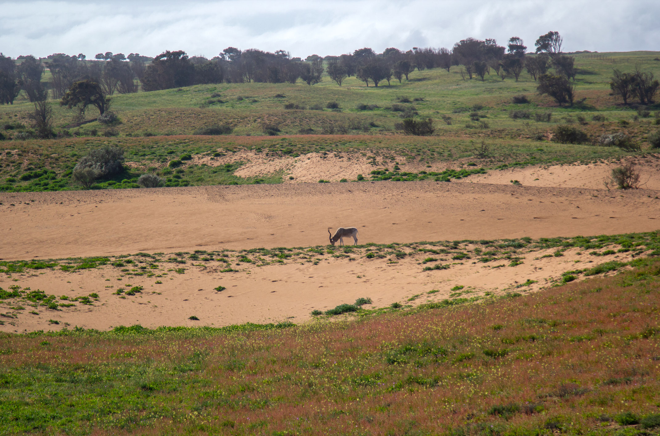 Rokein,Souss Massa Nationalpark Maroko
