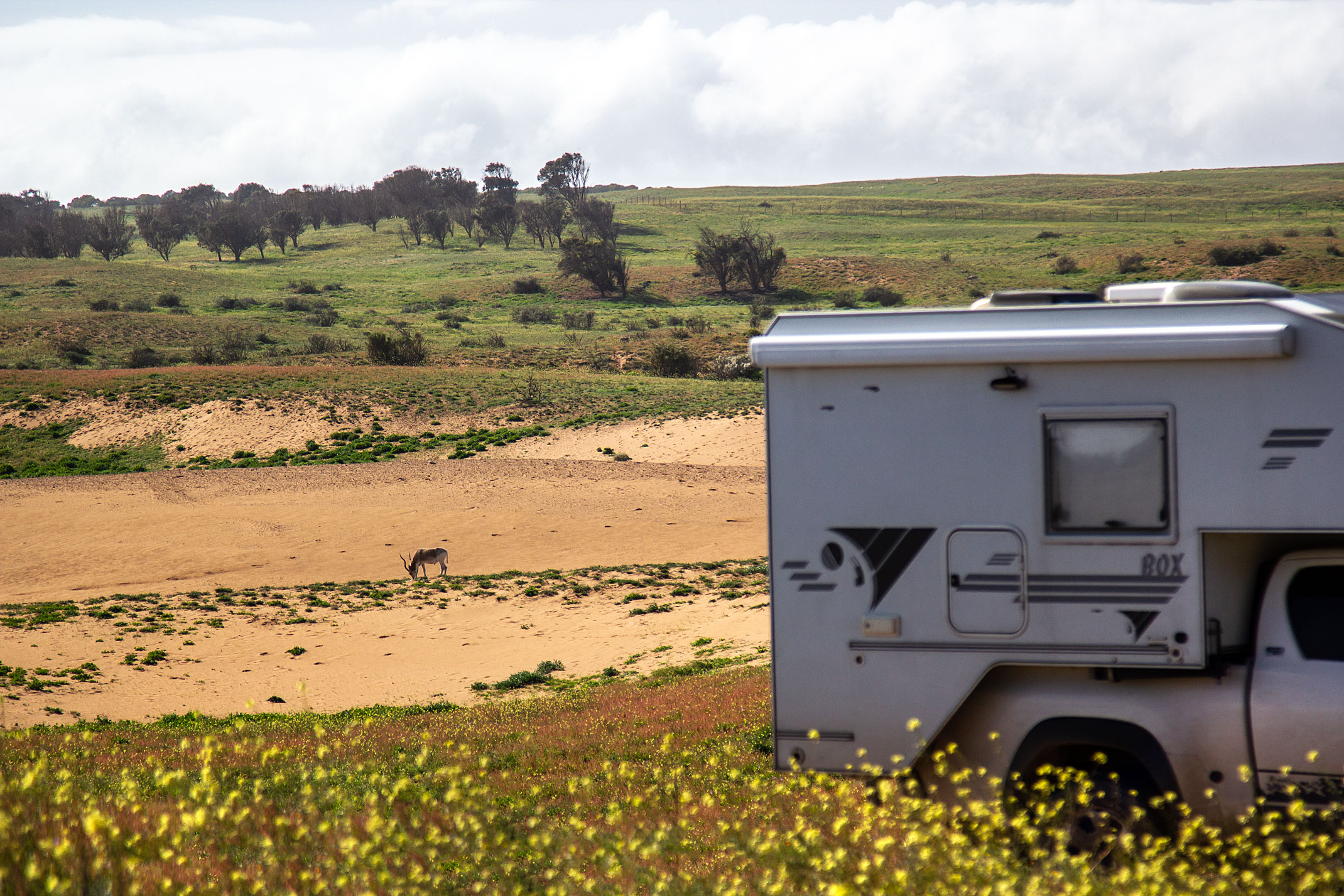 Souss Massa Nationalpark Maroko,Rokein