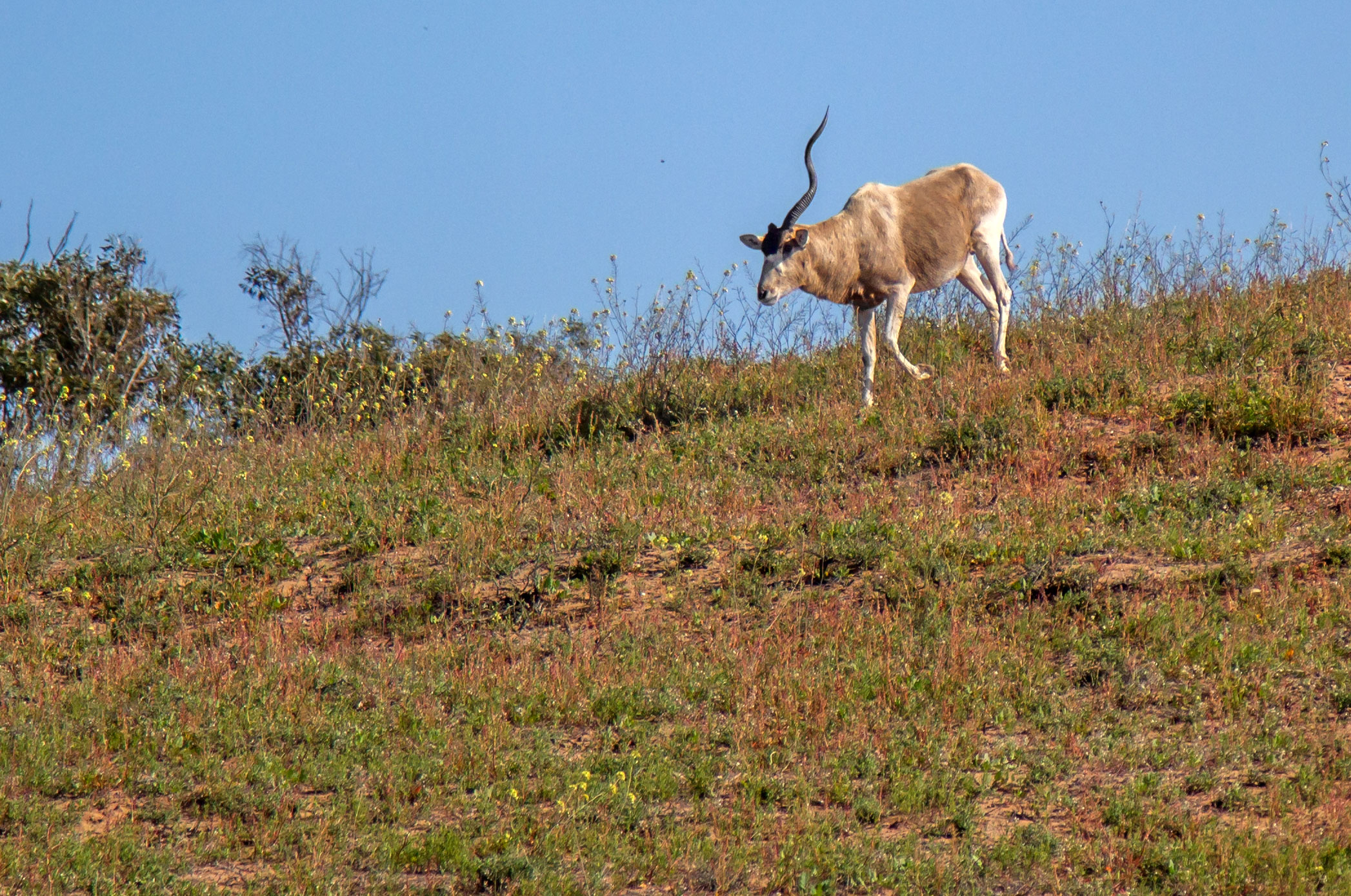 Souss Massa Nationalpark Maroko