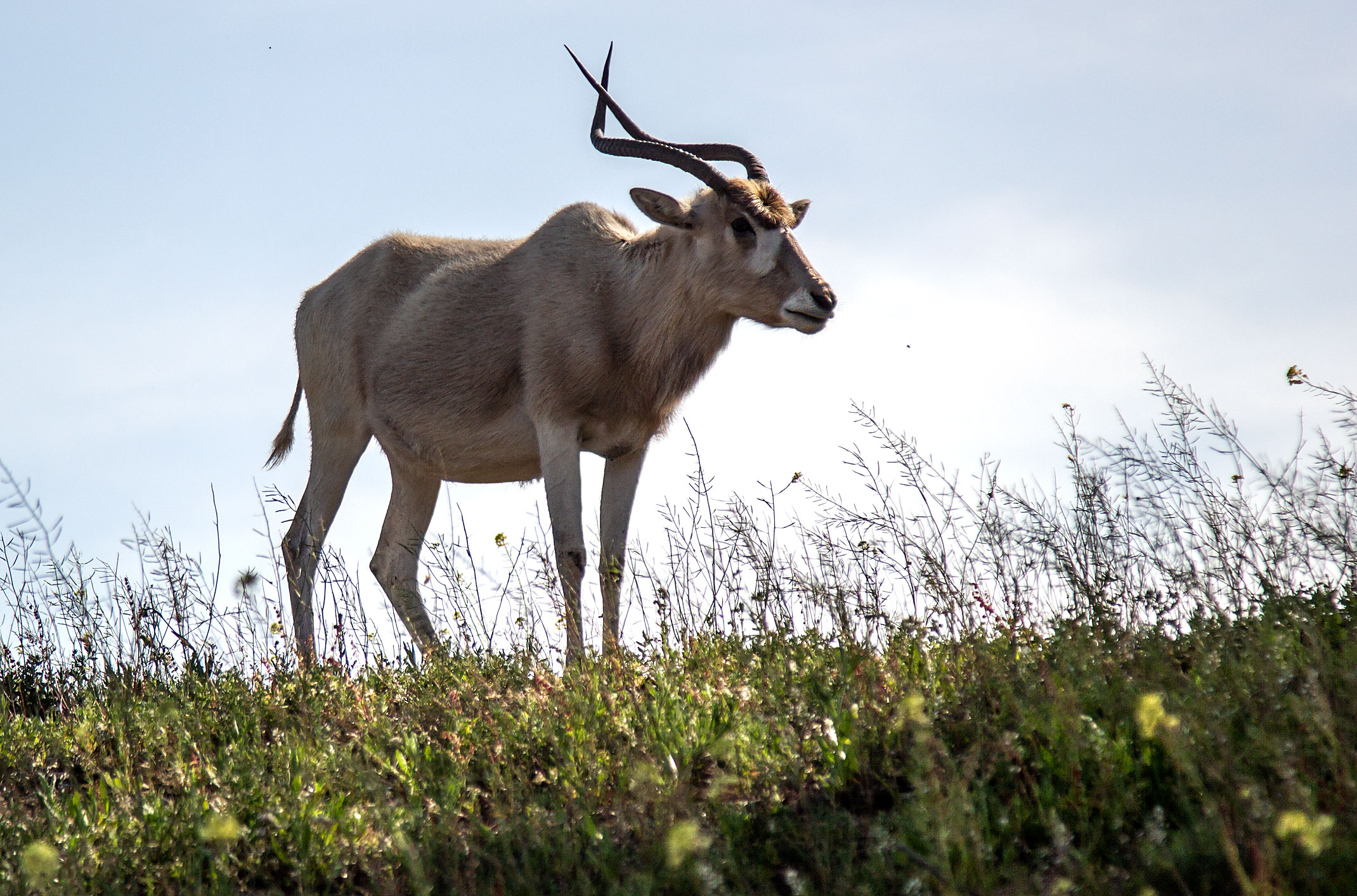 Rokein,Souss Massa Nationalpark Maroko