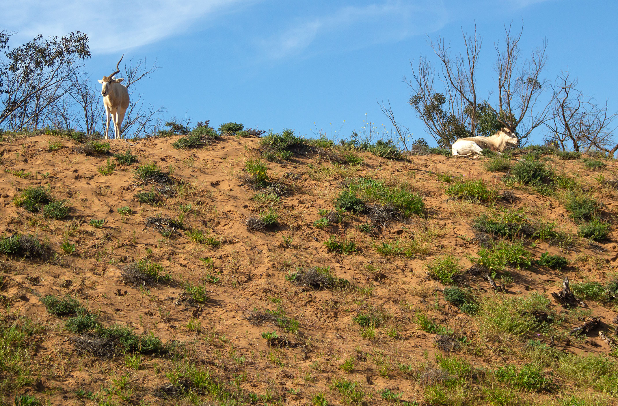 Rokein,Souss Massa Nationalpark Maroko