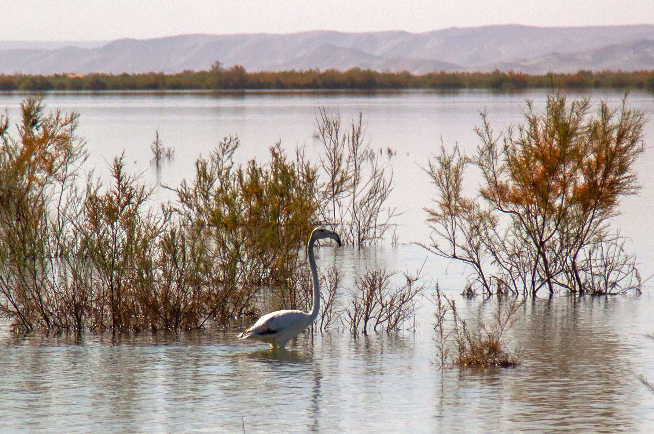 Merzouga Lake Maroko