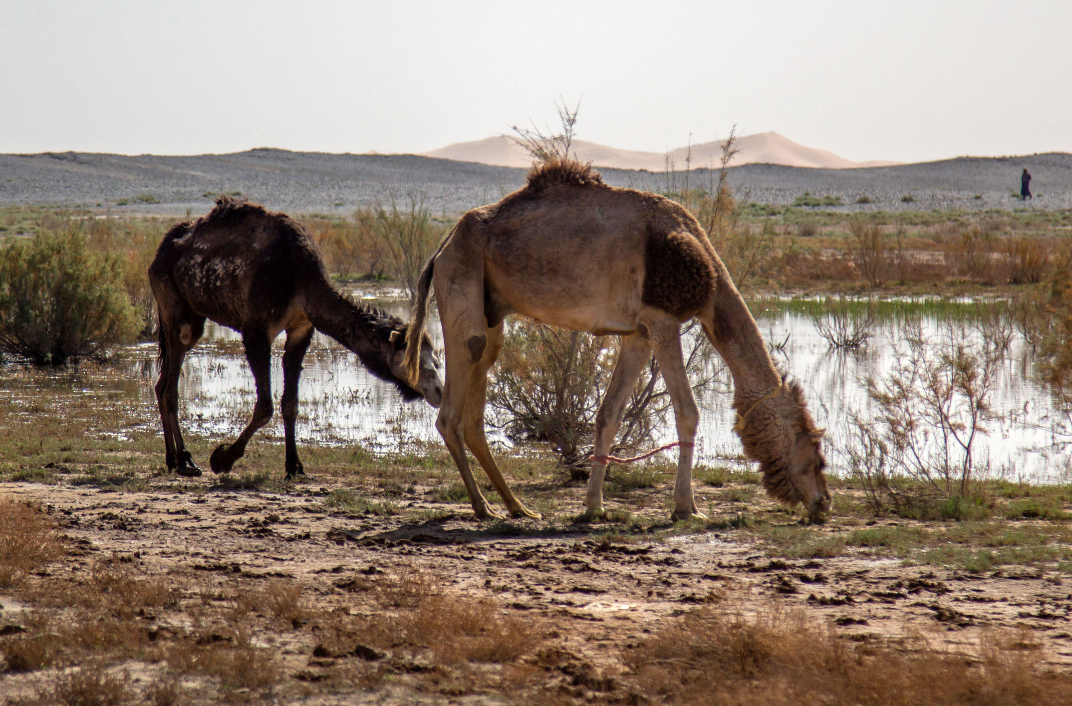Merzouga Lake Maroko