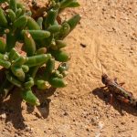 Burza piaskowa i szarańcza Sahara Zachodnia